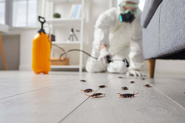 Commercial Kitchen Cockroach Control in Big Sandy